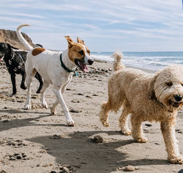 Socialização, Rotina e Suplementação: o Tripé do Bem-Estar Canino