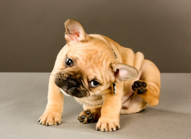 Coceira e Queda de Pelos: 3 Sinais de que seu Pet precisa de atenção (e não é só pulga!)