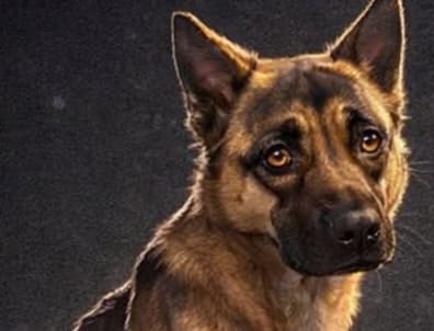 Os perigos de oferecer ração de baixa qualidade para seu cão